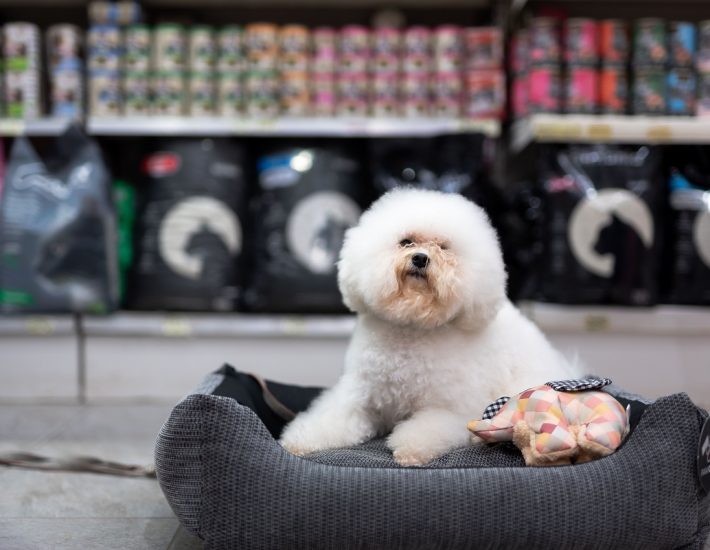 Pet Shop Voula: Ο πιο πιστός φίλος του κατοικίδιού σου στη Βούλα