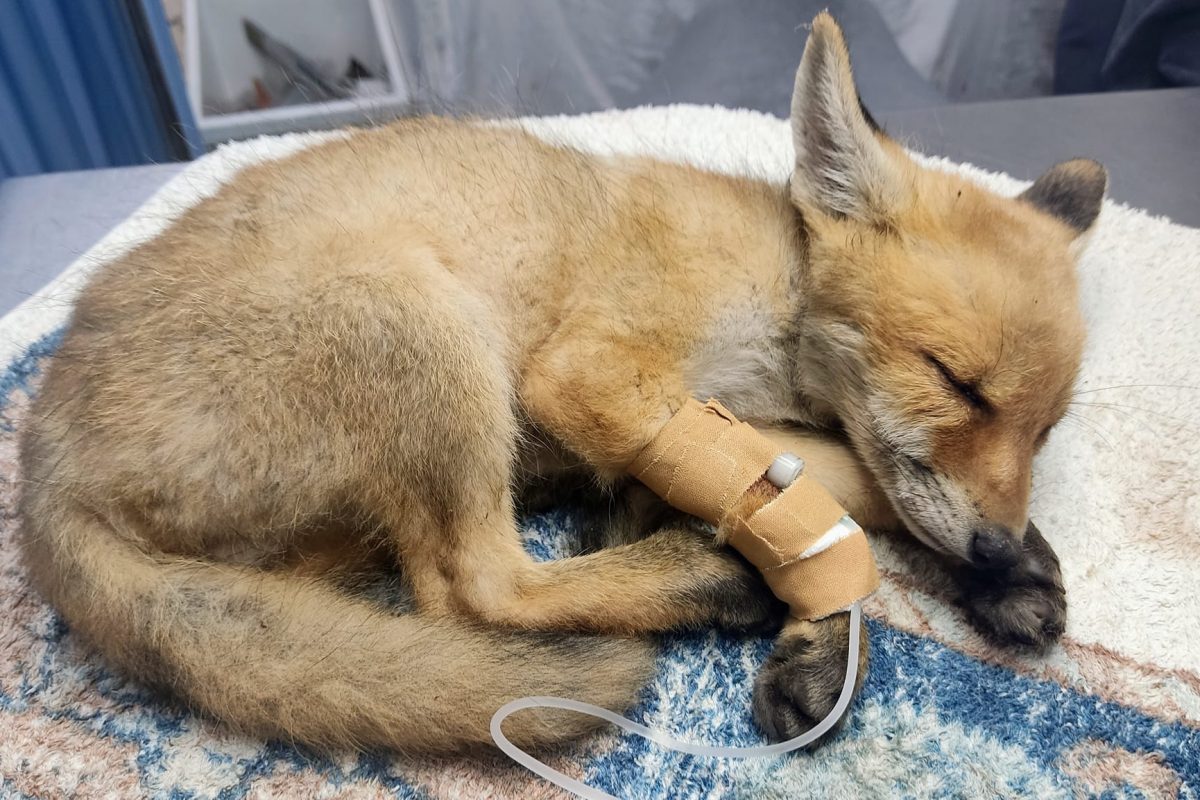 Αλεπού νοσηλεύεται στην ΑΝΙΜΑ μετά από τροχαίο στη Γλυφάδα