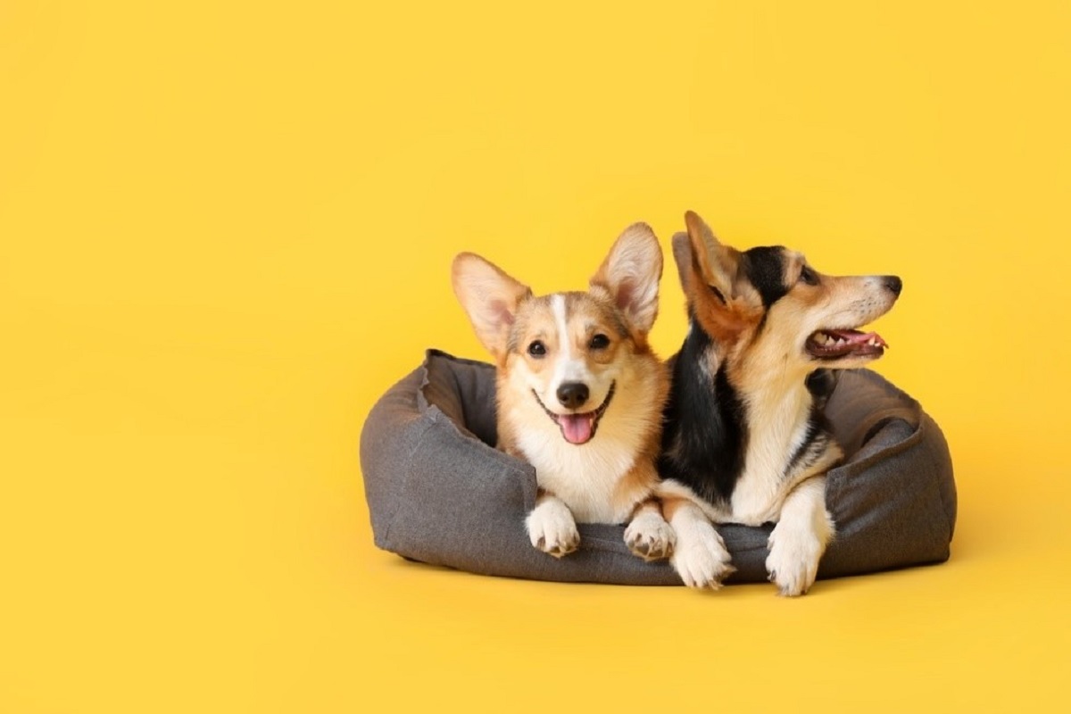 Καλαθάκια και κρεβατάκια σκύλων: Χάρισε άνεση και ασφάλεια στον τετράποδο φίλο σου