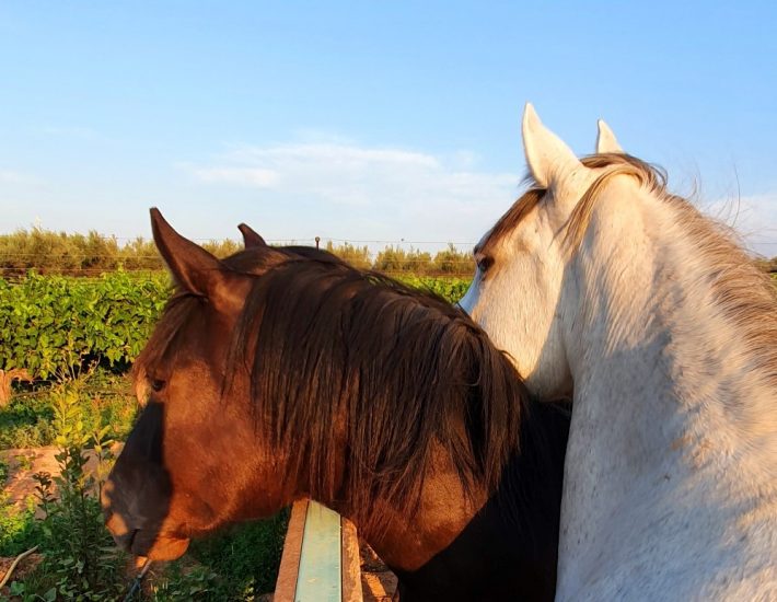 Η Φάρμα Άμπελος Βοχαϊκού σε περιμένει να γνωρίσεις τα υπέροχα ζώα της