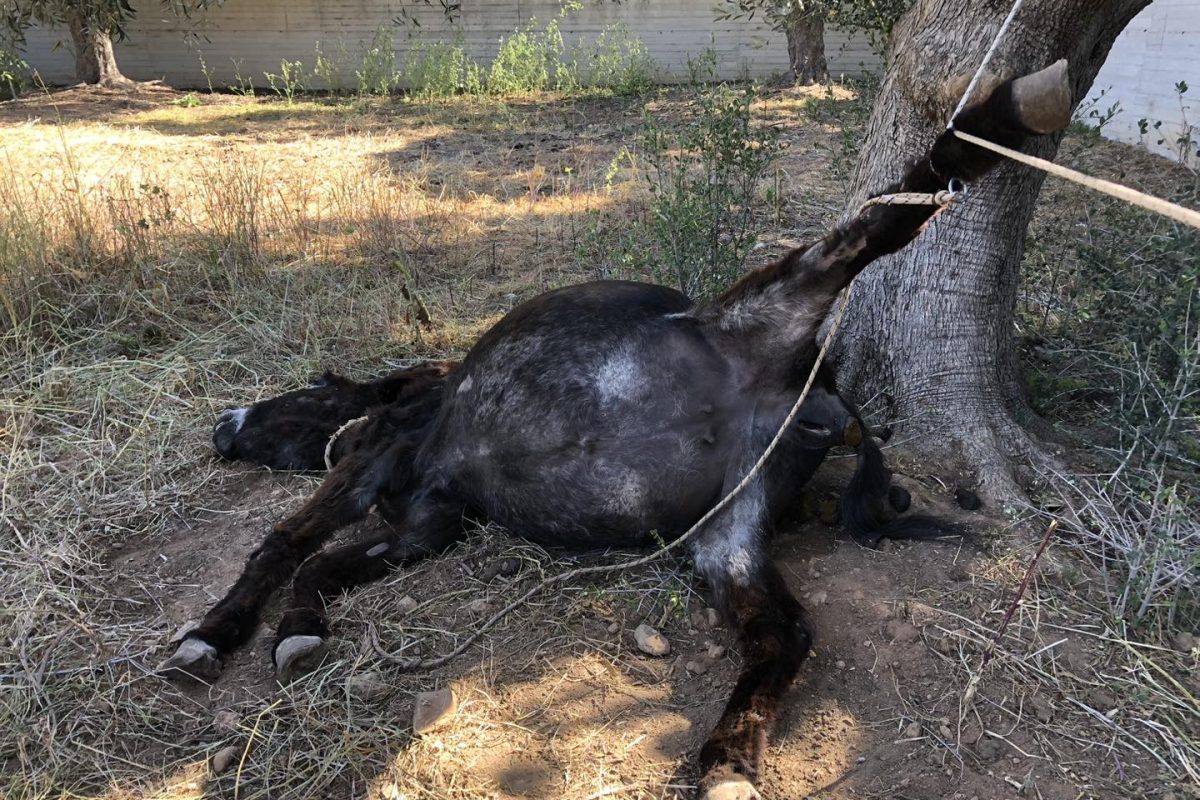Κορωπί: Νέο περιστατικό κακοποίησης ζώου με νεκρό γαϊδούρι