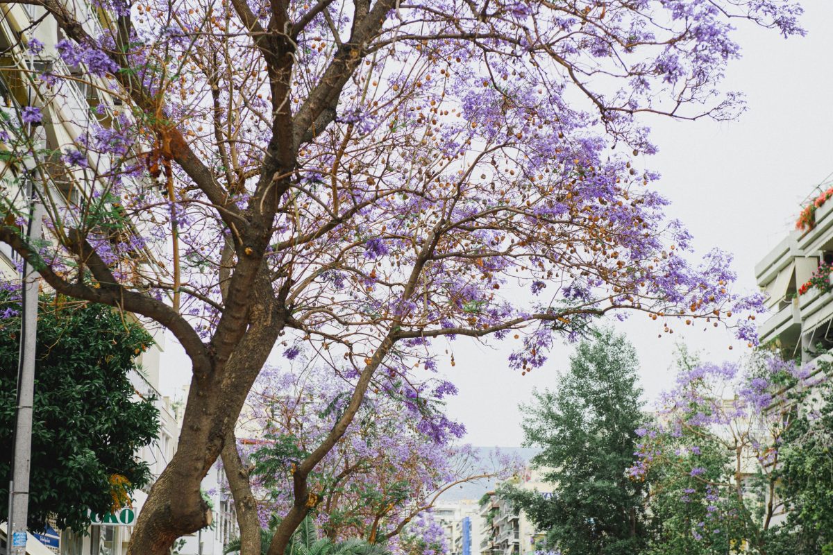 Οι ανθισμένες τζακαράντες της Νέας Σμύρνης