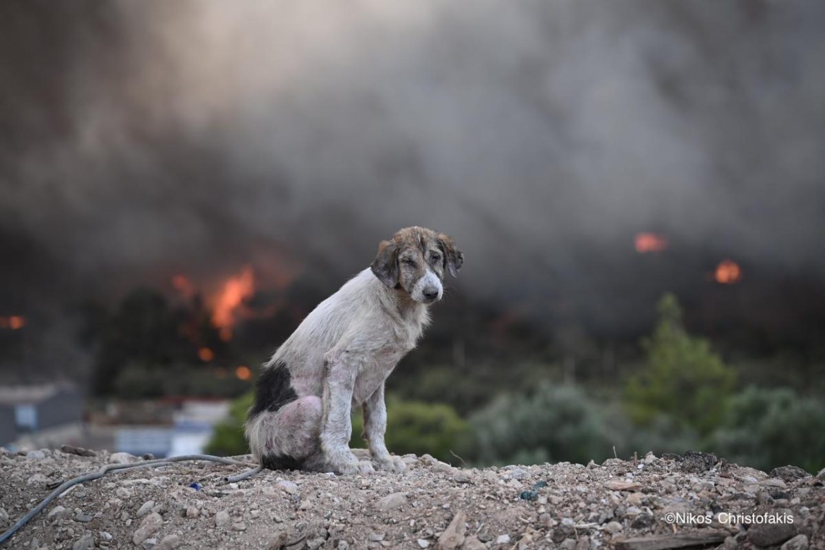 Η συγκλονιστική φωτογραφία με τον σκύλο μπροστά στη φωτιά, από τον Νίκο Χριστοφάκη