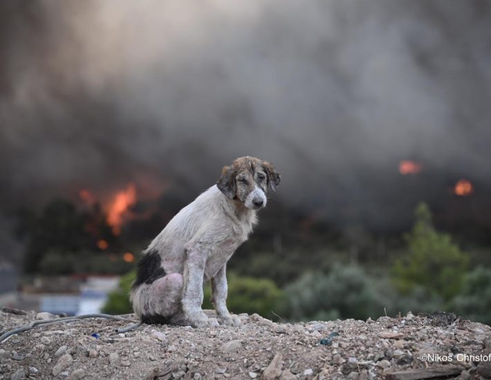 Η συγκλονιστική φωτογραφία με τον σκύλο μπροστά στη φωτιά, από τον Νίκο Χριστοφάκη