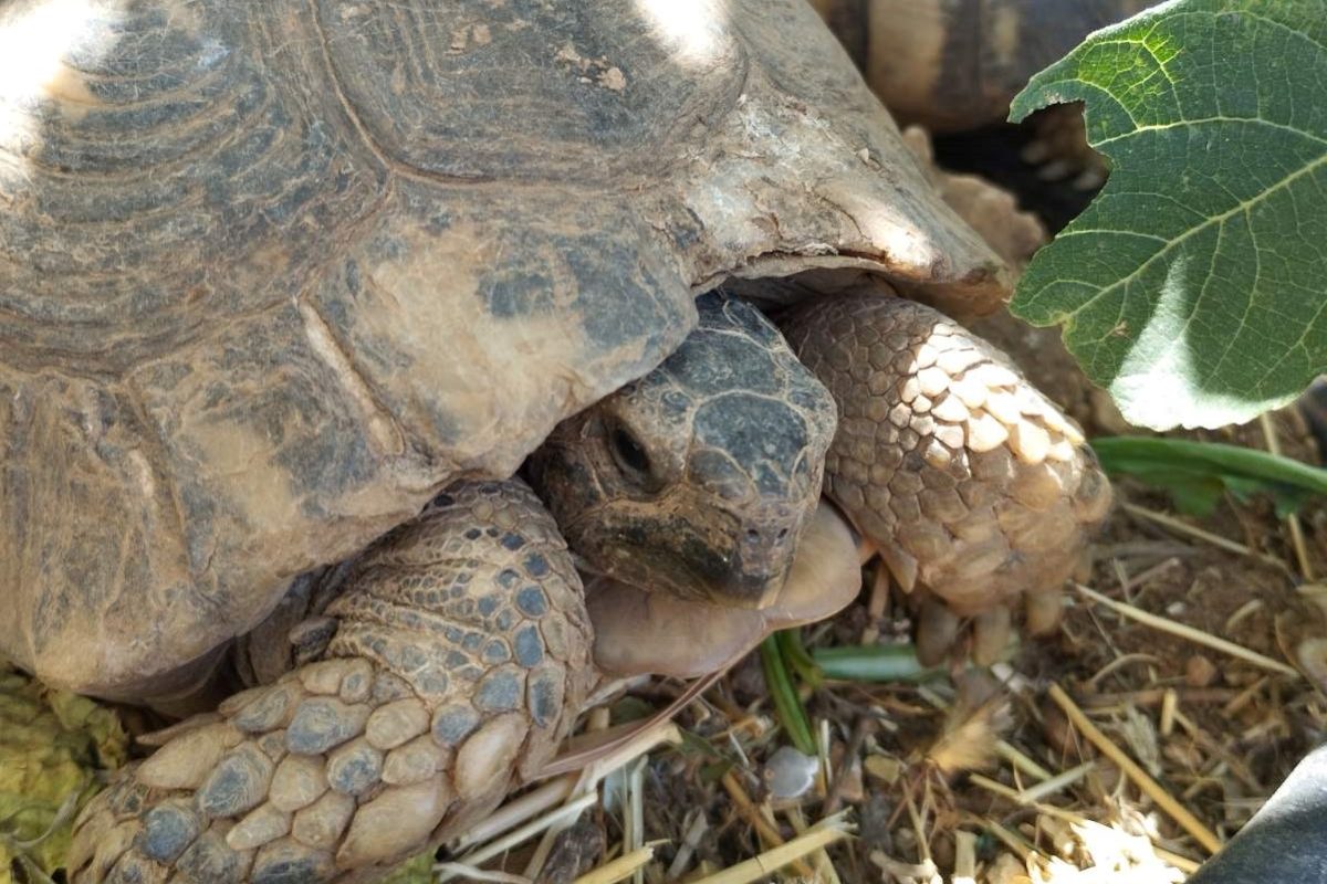 Στο Κέντρο Περίθαλψης της ΑΝΙΜΑ στον Δήμο Σαρωνικού μεταφέρονται οι χελώνες που διασώθηκαν από τις πυρόπληκτες περιοχές