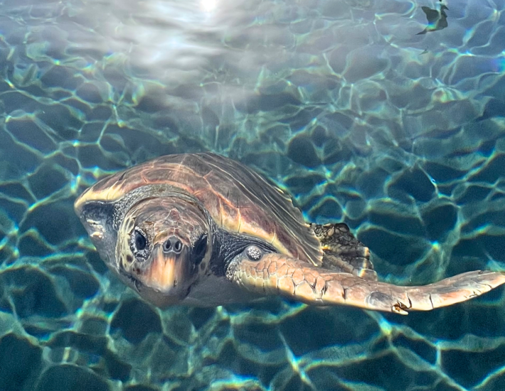 ΑΡΧΕΛΩΝ: Τα ορόσημα της τελευταίας δεκαετίας και οι επόμενοι στόχοι
