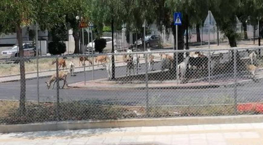 Άλιμος: Κατσίκες βρέθηκαν μέσα στο πάρκο κυκλοφοριακής αγωγής
