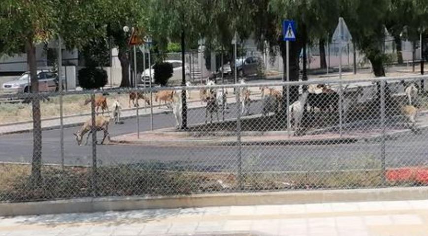 Άλιμος: Κατσίκες βρέθηκαν μέσα στο πάρκο κυκλοφοριακής αγωγής