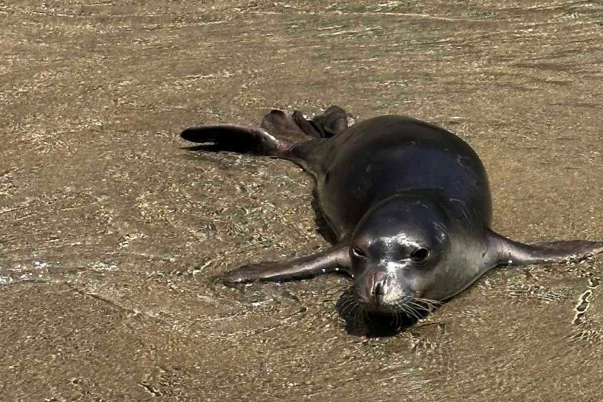 Η φώκια που κολύμπησε από την Κύθνο ως το Καβούρι