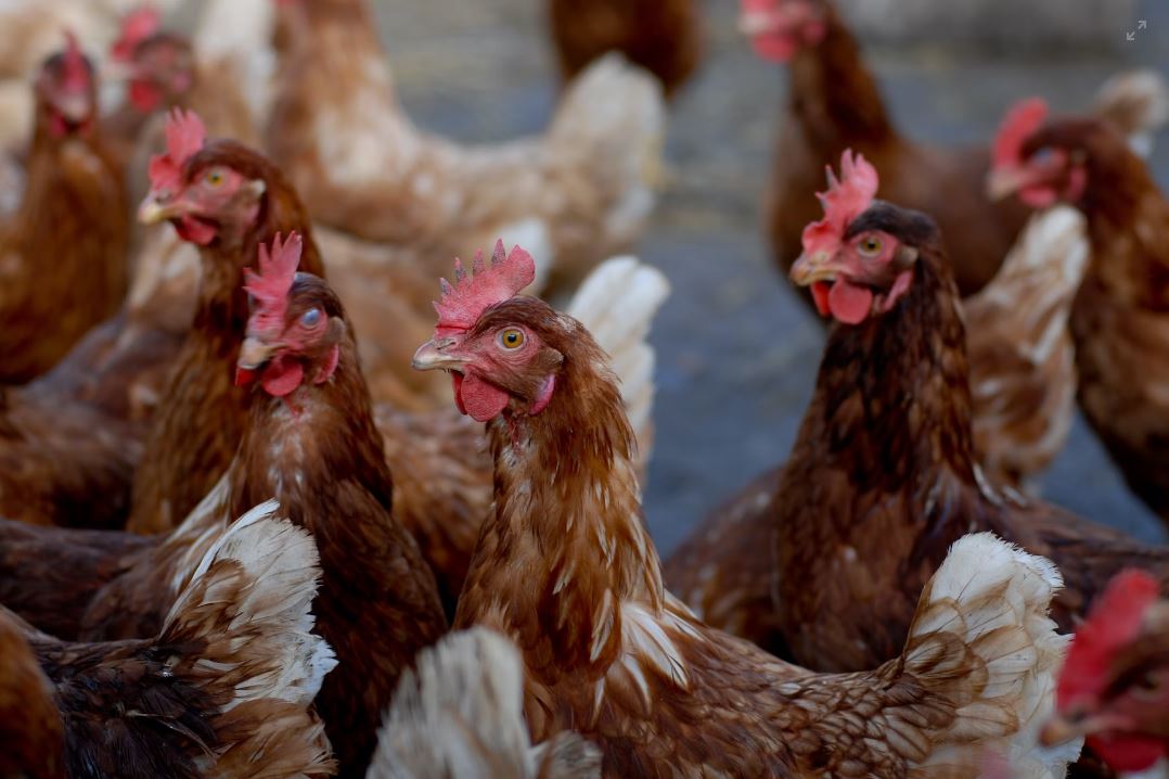 Κορωπί: Αναίτια σφαγή 365 πουλερικών καταγγέλει η Πανελλαδική Φιλοζωική και Περιβαλλοντολογική Ομοσπονδία