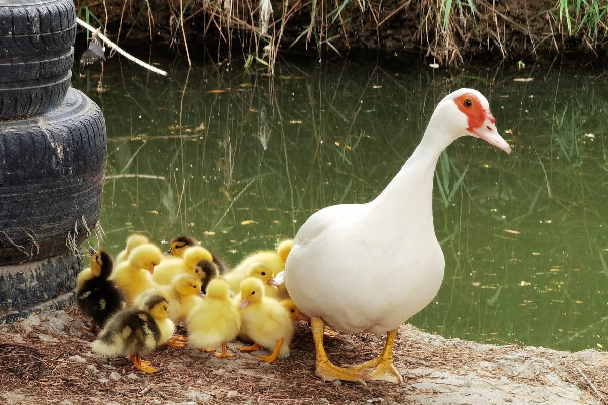 Άλιμος: Δηλητηρίασαν παπάκια στο μικρό λιμανάκι των ερασιτεχνών αλιέων