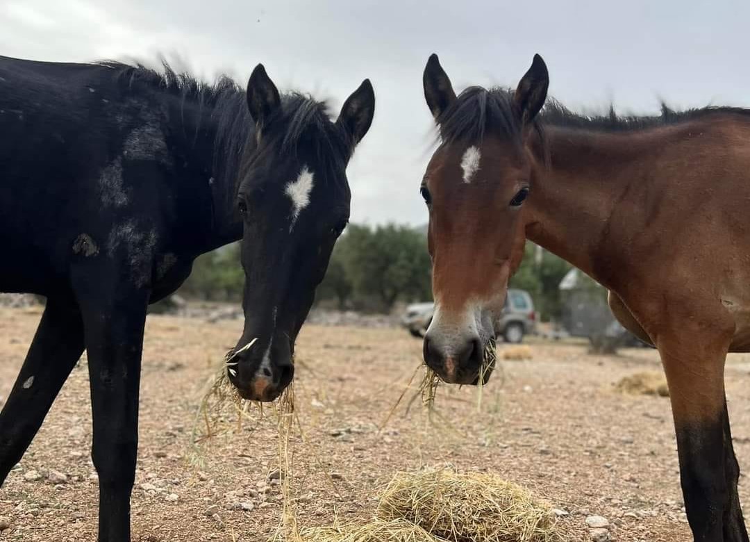 Ο Δήμος Γλυφάδας προσφέρει στρώματα για τα άλογα του Υμηττού