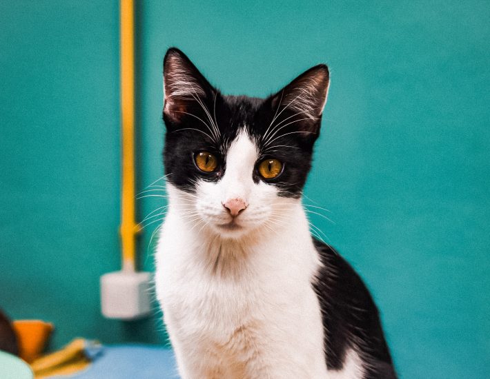 Cat Café x Ζωοφιλική Ένωση Ηλιούπολης: Μια συνεργασία που μετρά 30 γατο-υιοθεσίες