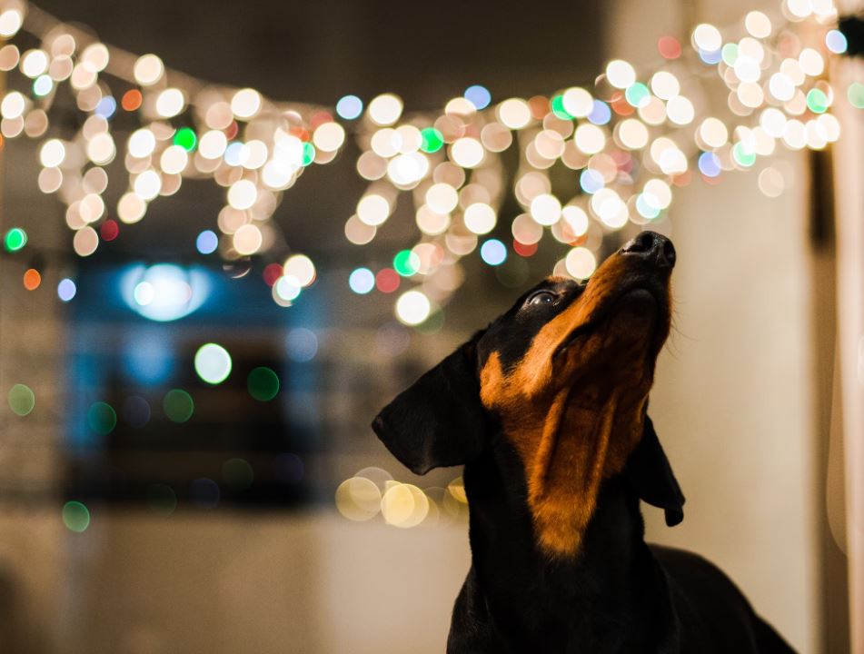 Family and Pet Festival στις 9 Δεκεμβρίου στη Μαρίνα Φλοίσβου