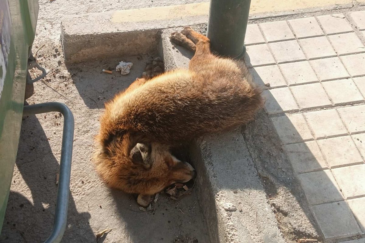 Παλαιό Φάληρο: Νεκρή αλεπού εντοπίστηκε στην παραλιακή
