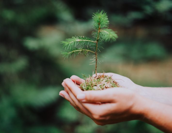 Αναδάσωση /δενδροφύτευση