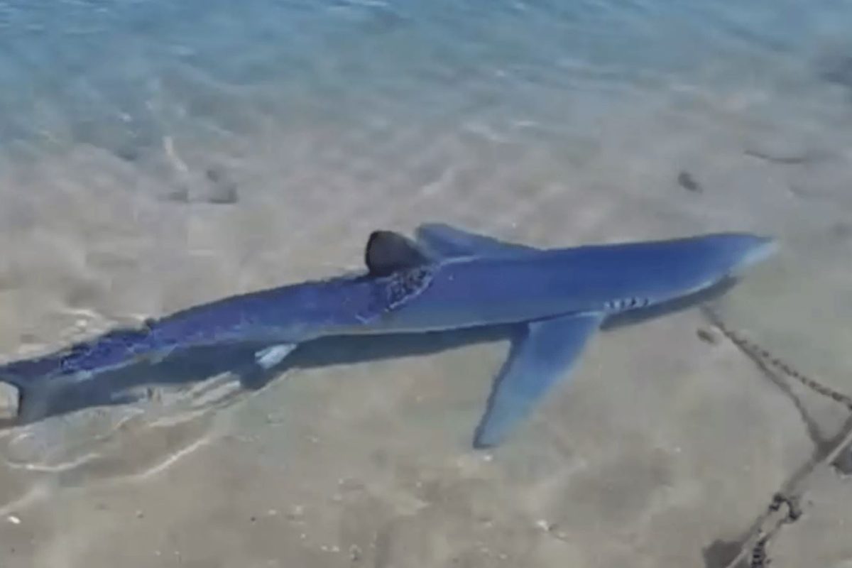 Καρχαρίας στη Γλυφάδα: Τι λέει ερευνήτρια του ινστιτούτου «Αρχιπέλαγος»