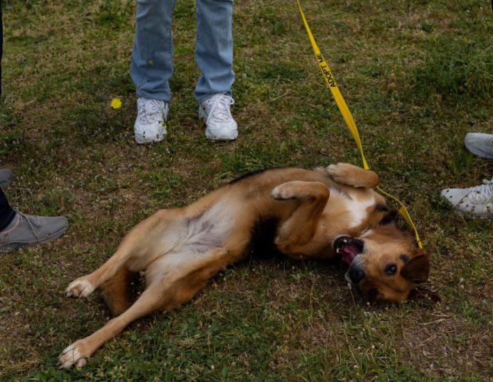 ΣΠΑΖ: Γίνε για τρεις ώρες ο συνοδός ενός σκύλου προς υιοθεσία
