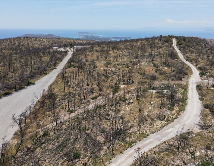 Τι συμβαίνει σήμερα στον Υμηττό, δύο χρόνια μετά την καταστροφική φωτιά στη Βούλα