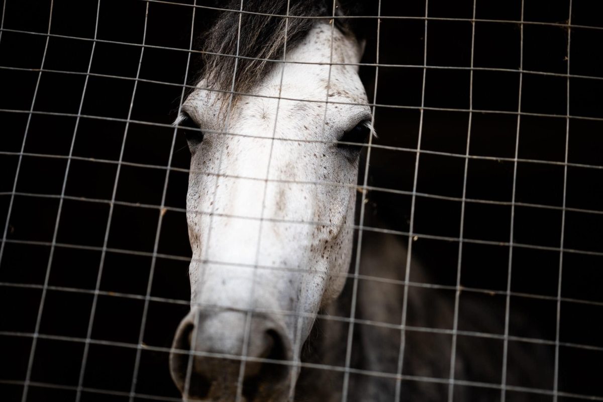 Help Horses Ymittos: Ποιος προσπάθησε να «εξαφανίσει» τα άλογα του Υμηττού;
