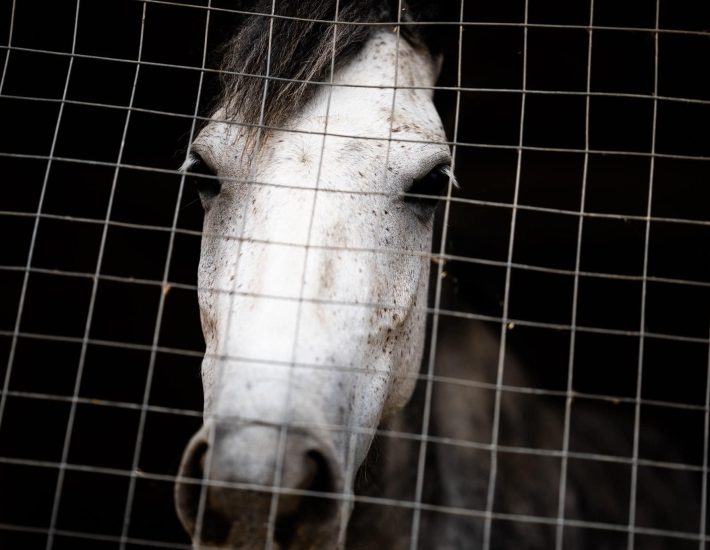 Help Horses Ymittos: Ποιος προσπάθησε να «εξαφανίσει» τα άλογα του Υμηττού;