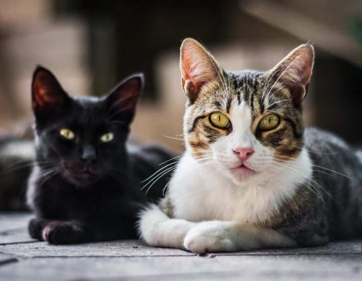 Το πρώτο Cat Festival είναι γεγονός: Μια διήμερη γιορτή για τις γάτες