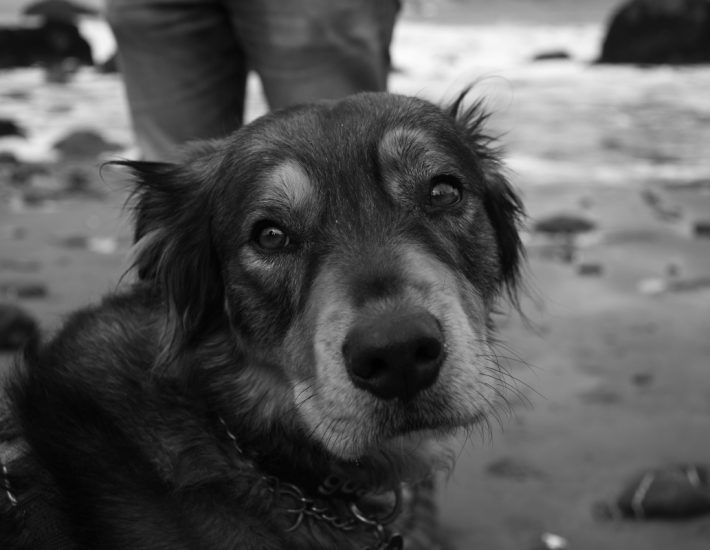 Ο δήμος Γλυφάδας εκθέτει όσους δεν δίνουν δεκάρα για τα ζώα συντροφιάς