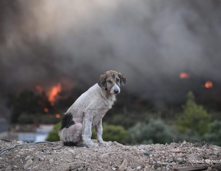 Το πρόβλημα με τη νομοθεσία περί ζώων στην Ελλάδα (και η ανάγκη για ενεργοποίηση του 112 για την προστασία τους)