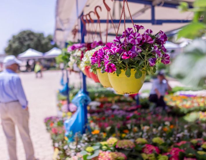 34η Ανθοκομική Έκθεση Βάρκιζας: Η αγαπημένη γιορτή λουλουδιών των νοτίων προαστίων επιστρέφει μεγαλύτερη από ποτέ