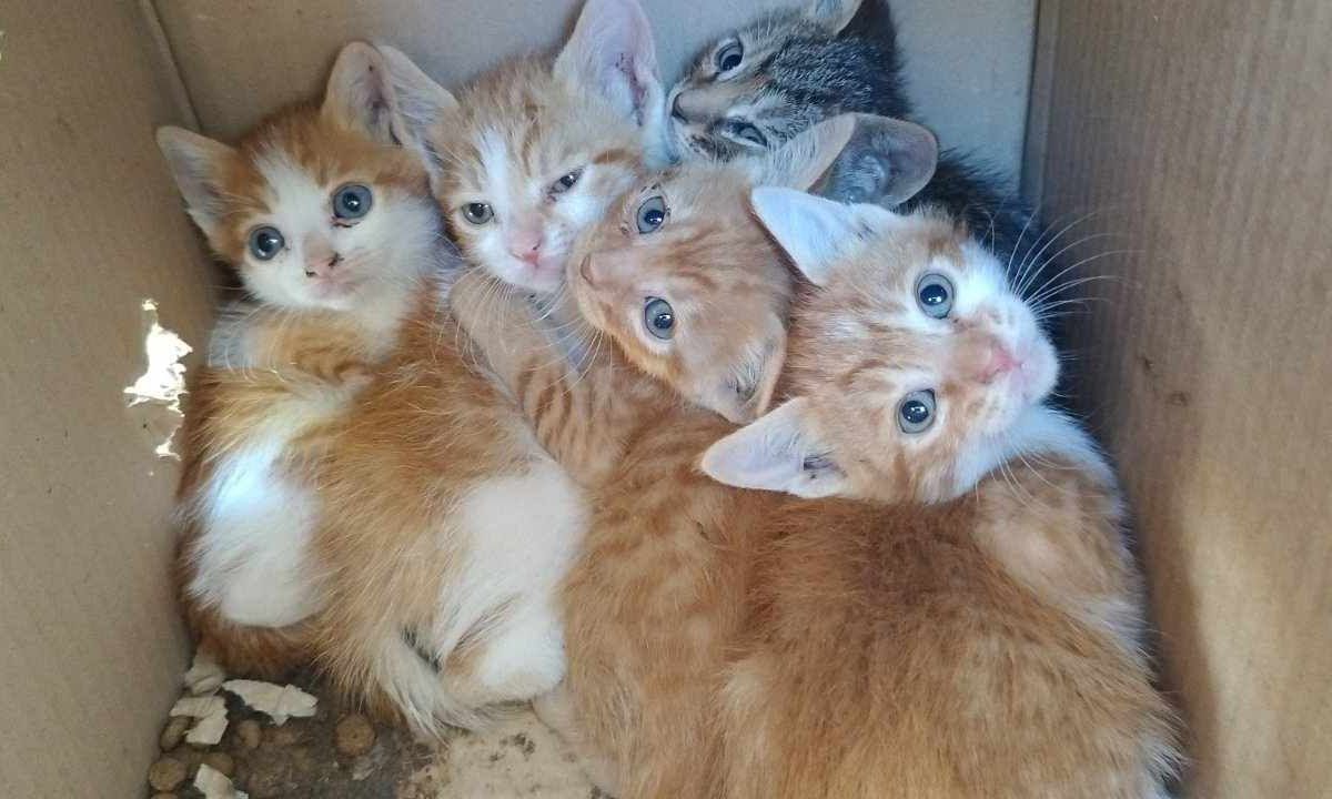 Ηλιούπολη: Πέντε νεογέννητα γατάκια εγκαταλείφθηκαν σε κούτα έξω από νηπιαγωγείο