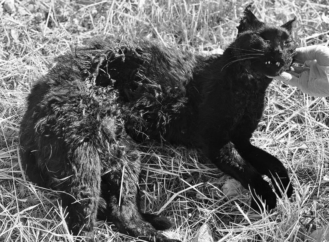 Ηλιούπολη: Δύο γάτες νεκρές από επίθεση – Έκκληση για διαχείριση αγέλης αδέσποτων σκύλων