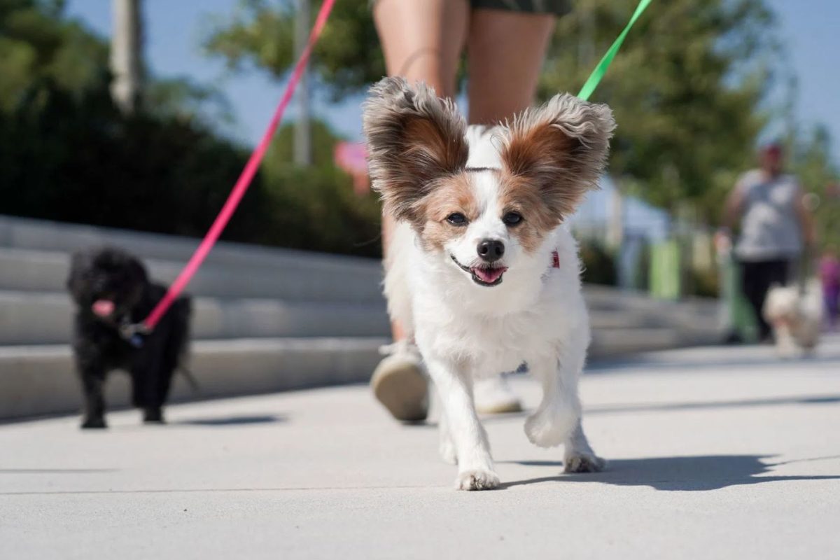 Το Penny Marathon επιστρέφει στο ΚΠΙΣΝ για να δώσει φωνή στα αδέσποτα