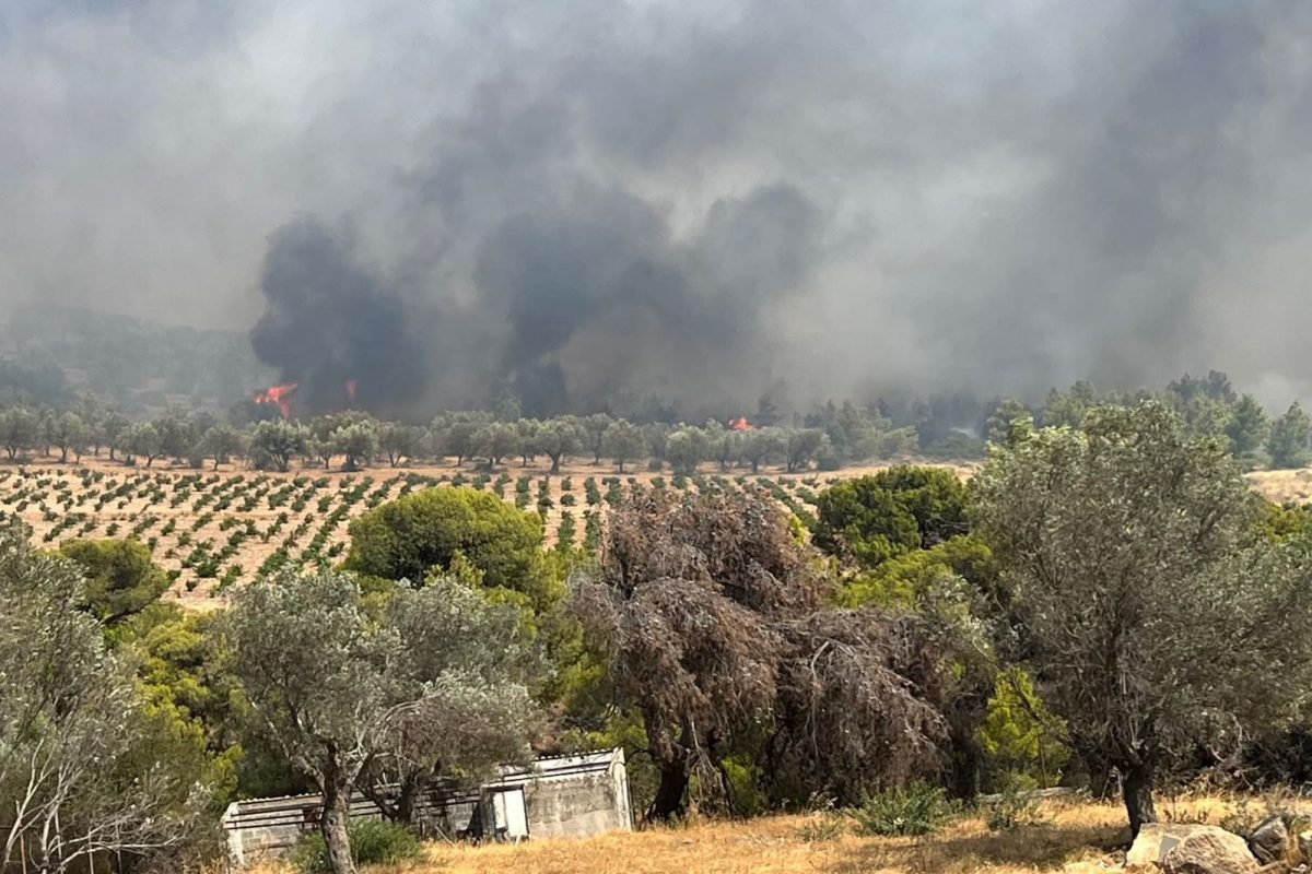 «Δεν κάηκαν δάση»; Η ανάρτηση της WWF για τη φωτιά στην Κερατέα
