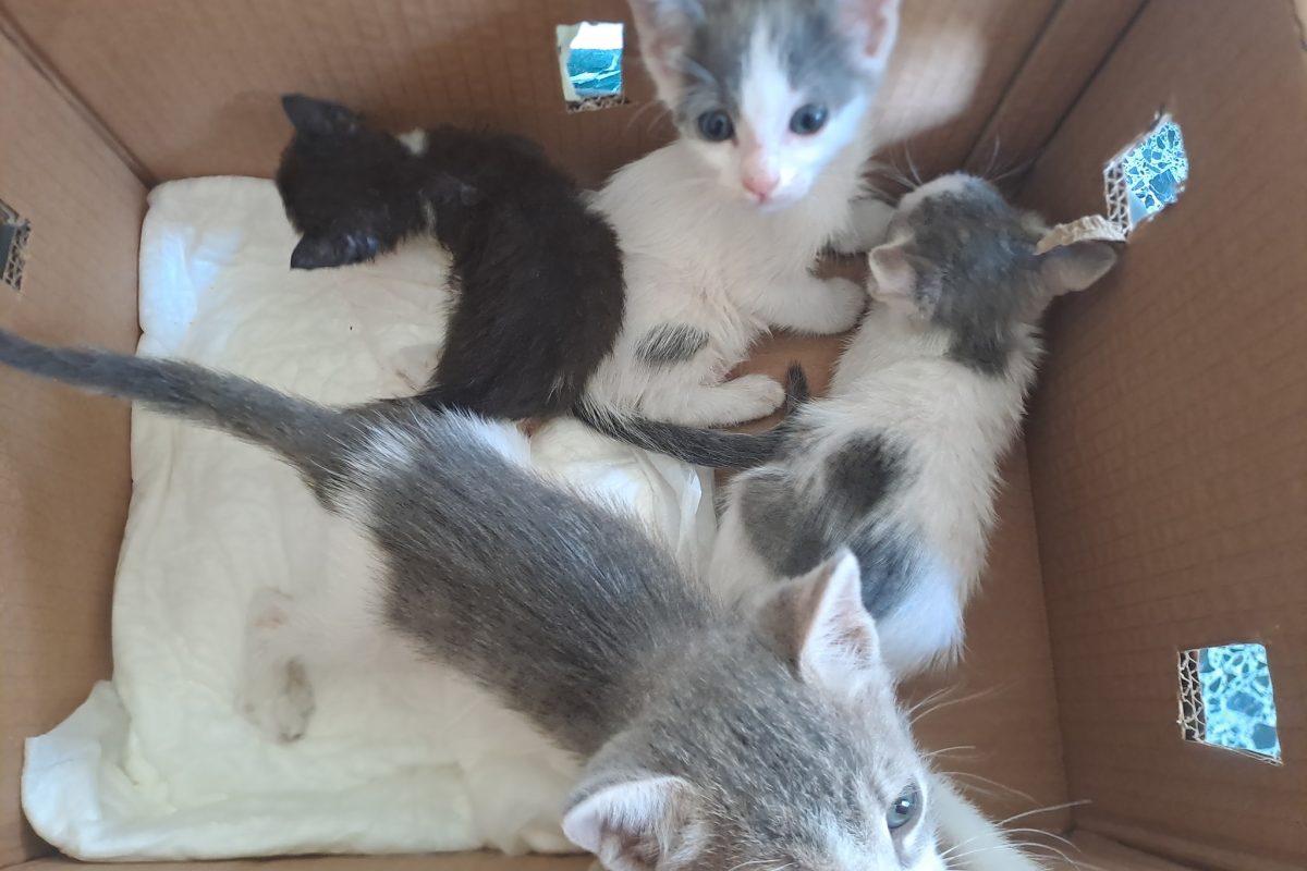 Έκκληση για φιλοξενία νεογέννητων γατιών από την Αστική Πανίδα Νέας Σμύρνης