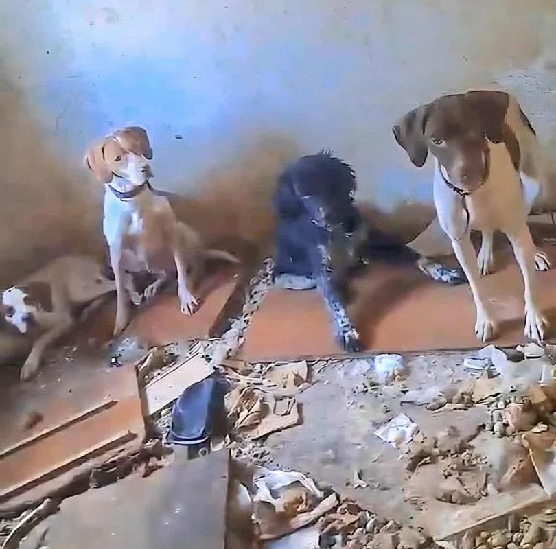 Γλυφάδα: Σώθηκαν 7 σκύλοι από άθλιες συνθήκες στο βουνό – Πάνω από 220.000 ευρώ πρόστιμα στον ιδιοκτήτη