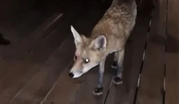 Γλυφάδα: Αλεπού σε εστιατόριο ξενοδοχείου, κυκλοφορούσε ανάμεσα στα τραπέζια