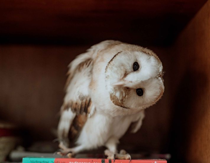 Αλεπούδες, σκαντζόχοιροι και γεράκια: Ποια άγρια ζώα ζουν στα Νότια Προάστια