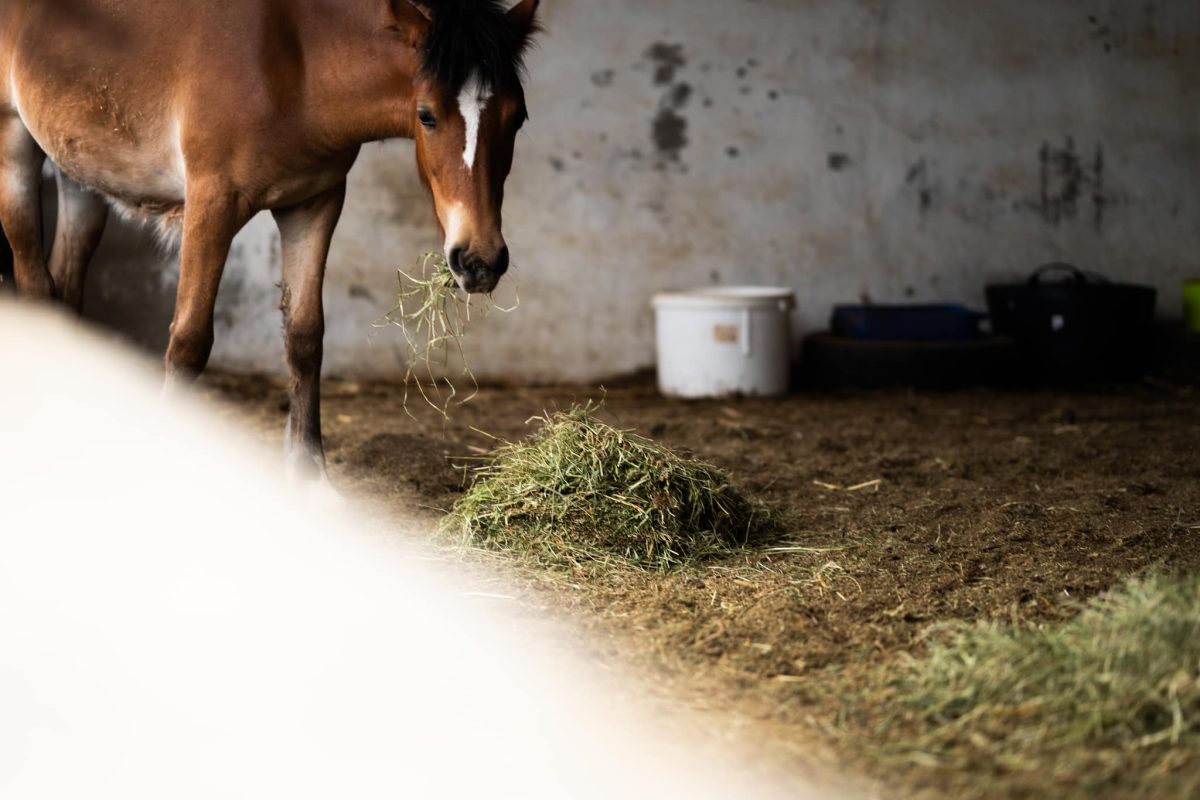 Help Horses: Κατεπείγουσα έκκληση για τα άλογα του Υμηττού – Επιβεβαιωμένο κρούσμα τετάνου