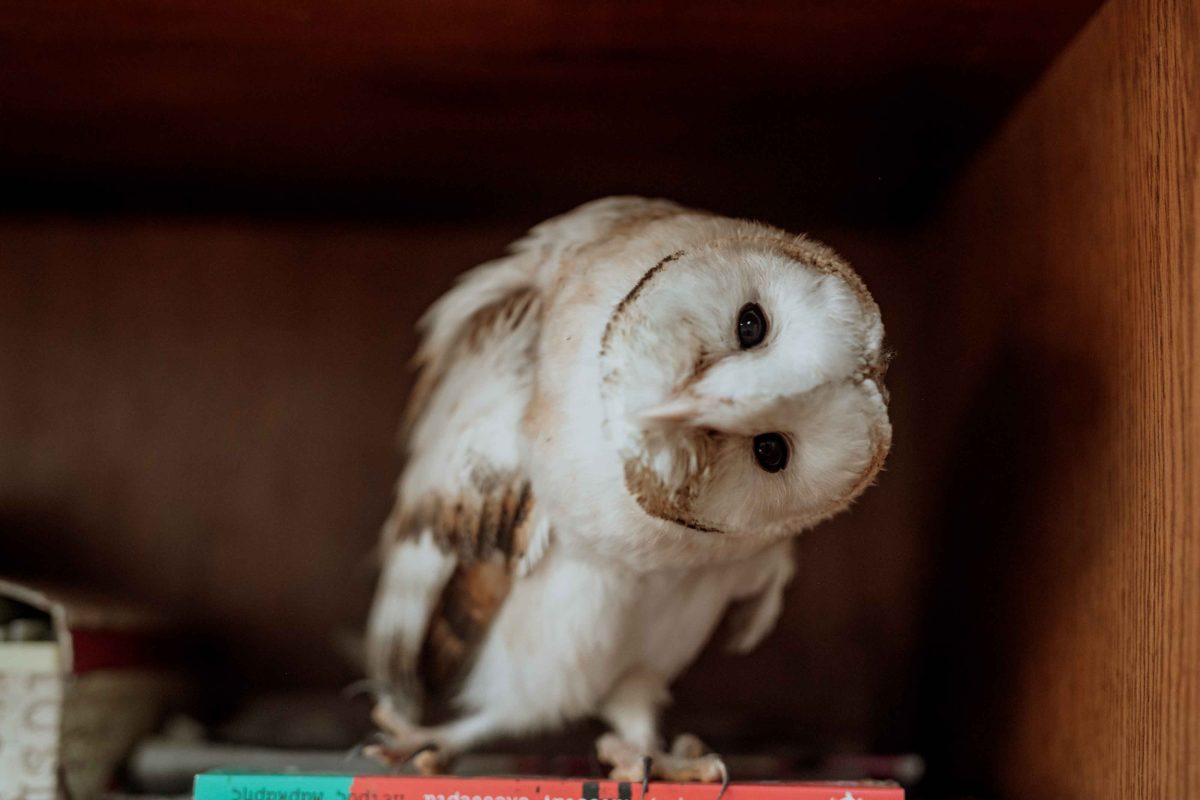 Foxes, hedgehogs, and hawks: The wild animals living in the Southern Suburbs of Athens