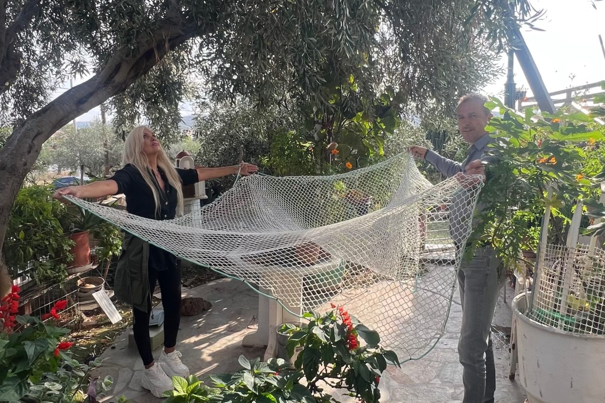 Βούλα: Μεγάλη επιχείρηση απεγκλωβισμού γάτου που εγκλωβίστηκε για μέρες σε δέντρο