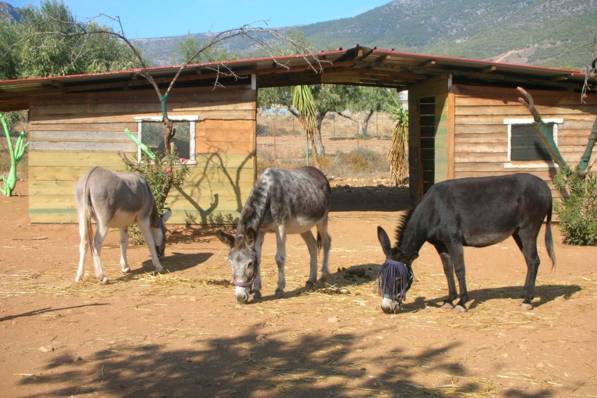 Εκπαιδευτήρια Γείτονα: Η φιλοζωία ως μάθημα ζωής