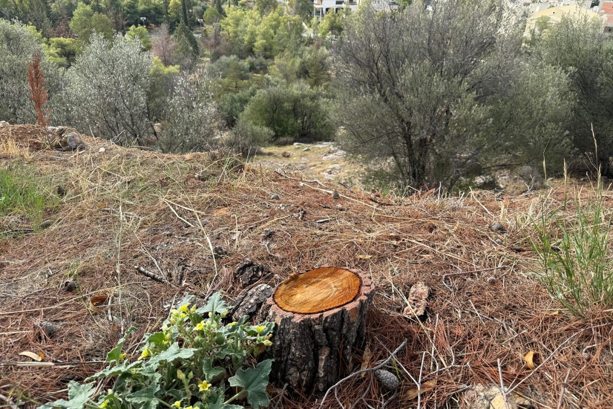 Καταγγελία για κοπή τουλάχιστον δέκα δέντρων στο Πανόραμα Βούλας