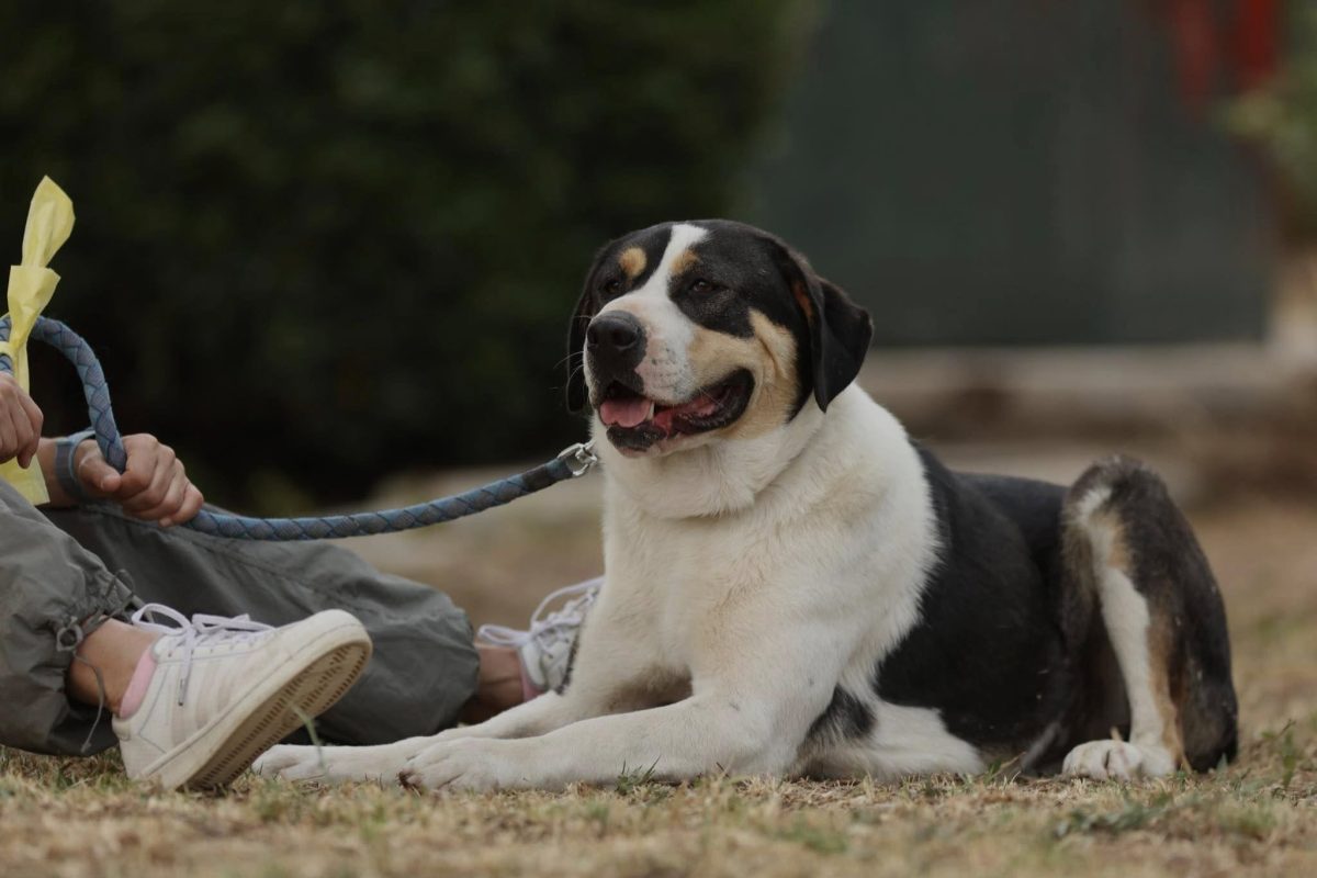 Ο ΣΠΑΖ διοργανώνει Ημέρα Υιοθεσίας στη Γλυφάδα την Κυριακή 19 Οκτωβρίου
