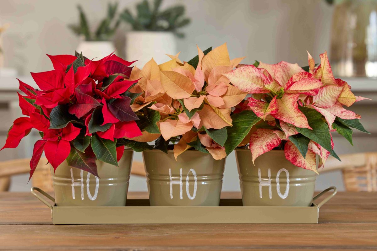 Αλεξανδρινά: Χρήσιμες συμβουλές φροντίδας – Πώς να διατηρήσετε εντυπωσιακό το αγαπημένο φυτό εσωτερικού χώρου