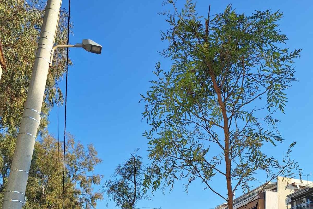 Νέα Σμύρνη: Φύτευση 25 νέων δέντρων στην οδό Πλαστήρα