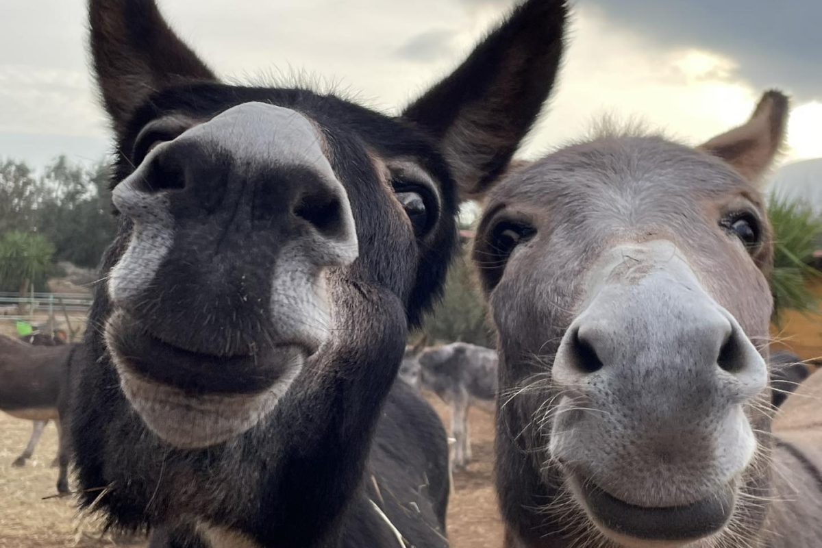 «Η Κυριακή της Φασολάδας» επιστρέφει στη Γαϊδουροχώρα στο Κορωπί – Μια γιορτινή μέρα για όλη την οικογένεια
