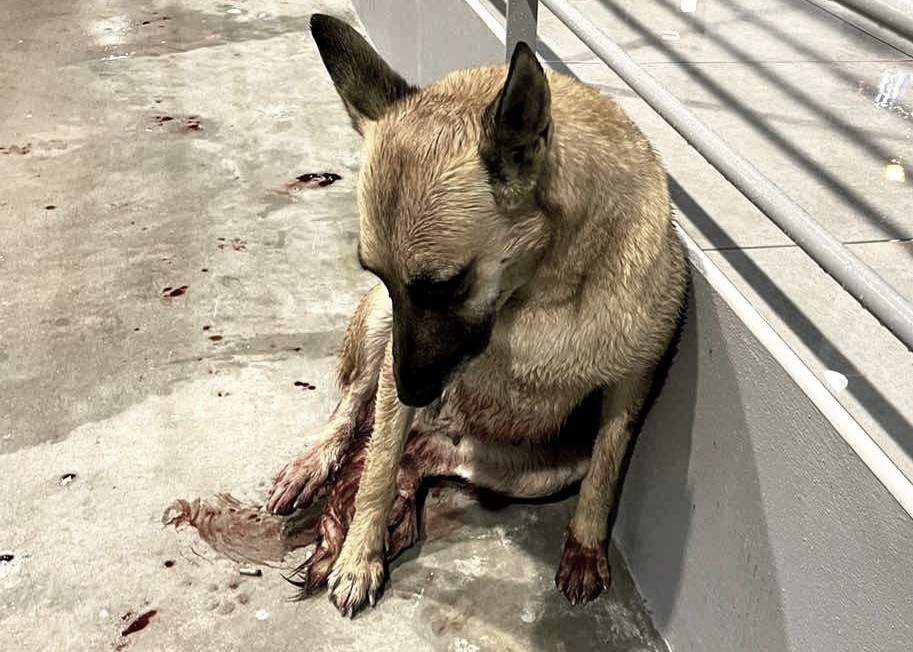 Τροχαίο με εγκατάλειψη σκύλου στη Βάρης-Κορωπίου: Το χρονικό και η κινητοποίηση πολιτών από Ελλάδα και εξωτερικό