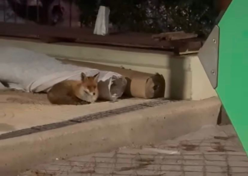 Εμφάνιση αλεπούς στη Νέα Σμύρνη: Τι λέει ο Δήμος και τι πρέπει να γνωρίζουν οι κάτοικοι