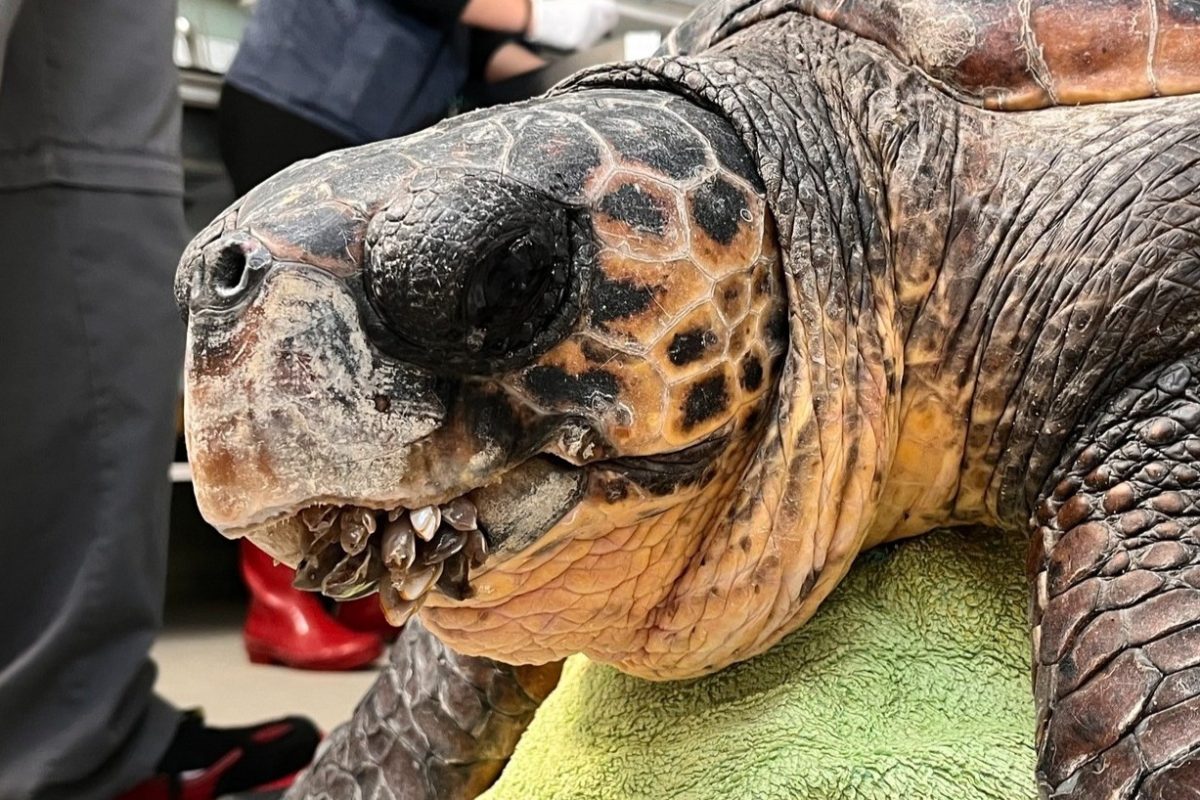 Από τη Γλυφάδα… στις Βαλεαρίδες: Η θαλάσσια χελώνα που περίθαλψε ο ΑΡΧΕΛΩΝ πριν 10 χρόνια εντοπίστηκε στην Ισπανία