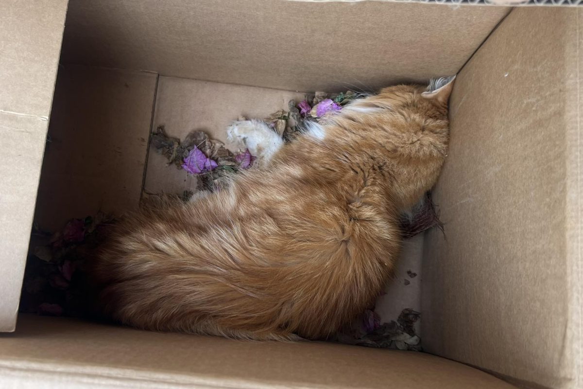 Βούλα: Γατούλα εντοπίστηκε κλεισμένη σε κούτα σε κάδο απορριμμάτων